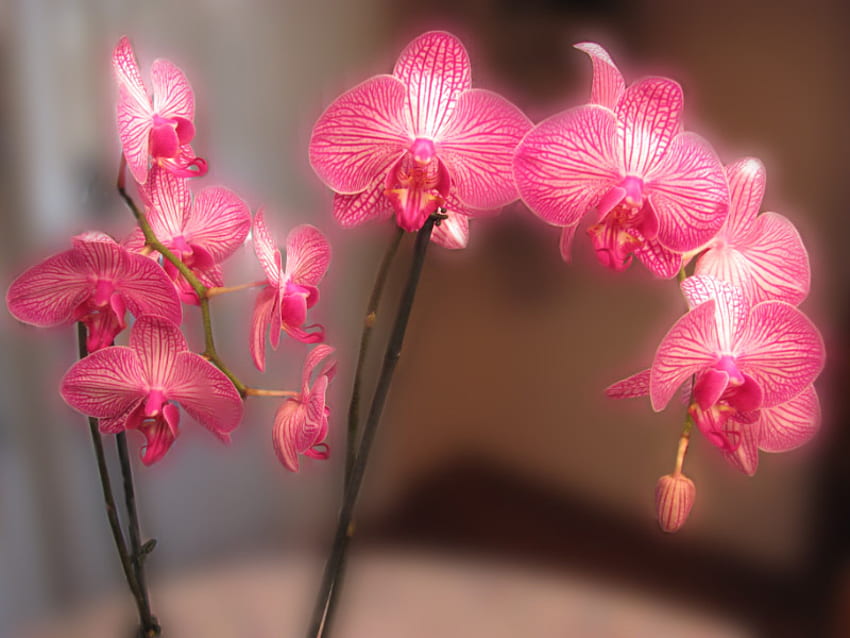 Орхидеи, растение, розово, цвете HD тапет