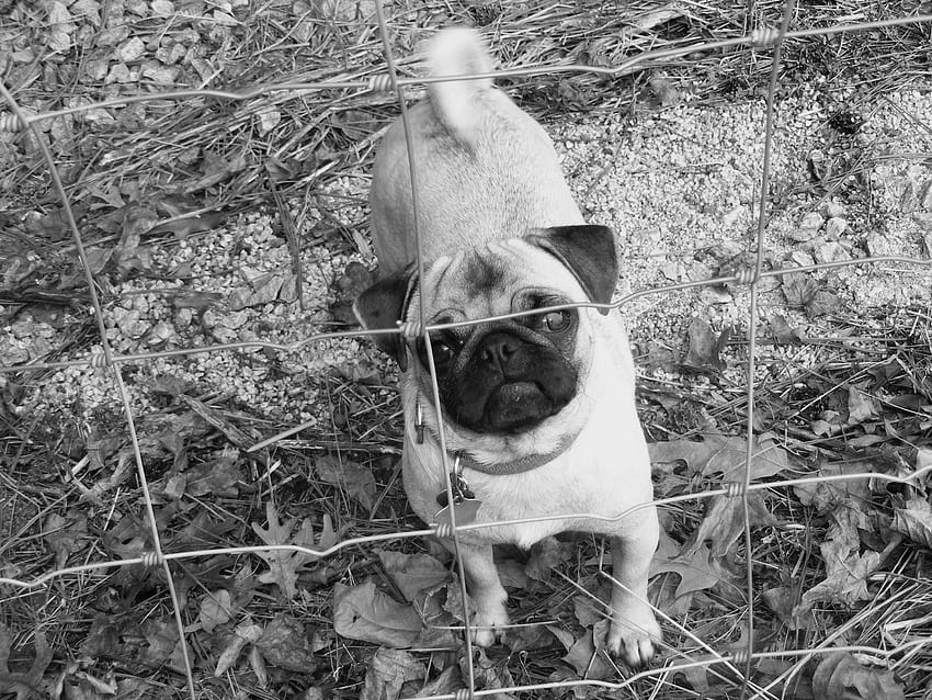 My Pug, Dog, Farm, Puppy HD Wallpaper Pxfuel | atelier-yuwa.ciao.jp