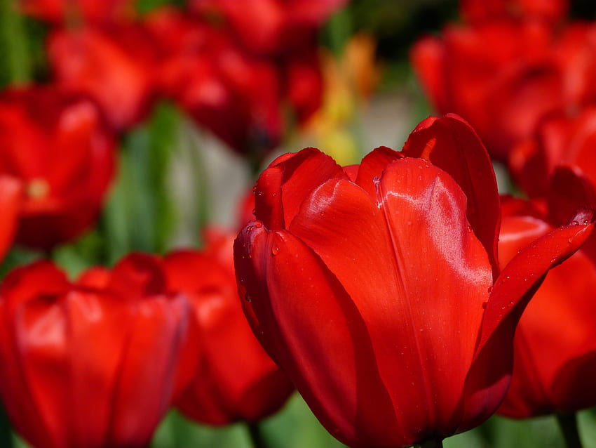 flores, tulipanes, macro, desenfoque, suave, yemas fondo de pantalla
