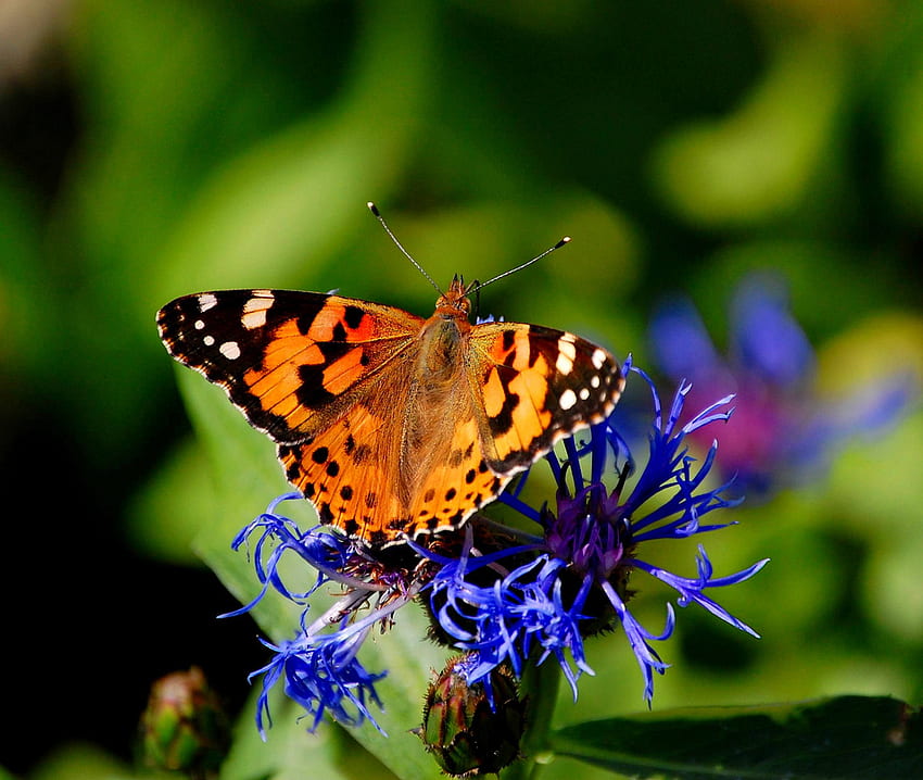 mariposa mosca, azul, popular, colores, naranja, belleza, verano, mariposas, animales, flores fondo de pantalla