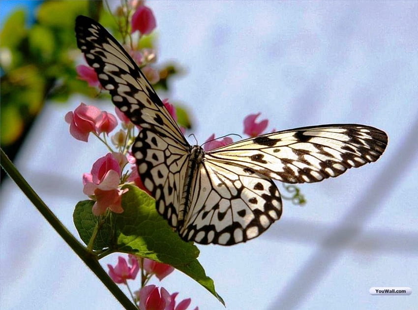 Luv This Butterfly, 대단해, ​​나비, 사랑스러워, 멋져 HD 월페이퍼