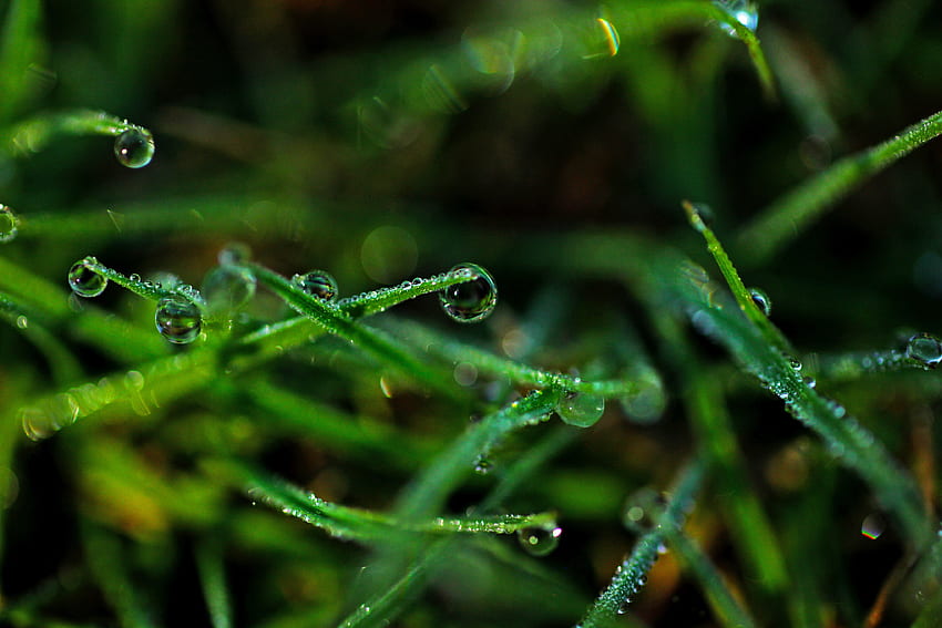 Grass, Drops, Macro, Dew HD wallpaper