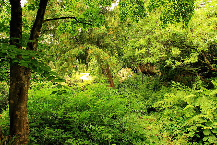 ธรรมชาติ, ต้นไม้, สีเขียว, สวน วอลล์เปเปอร์ HD