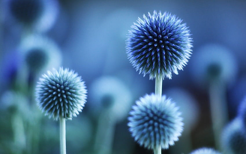 linda flor azul, azul, ramo, natural, flor papel de parede HD