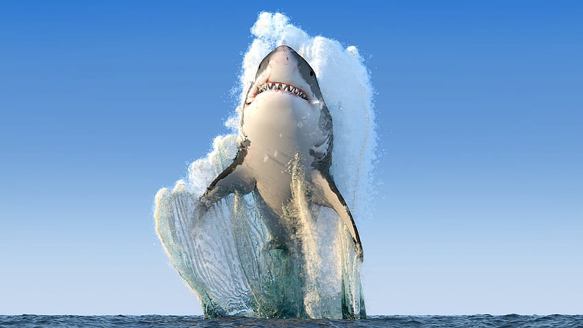 : ocean, big, shark, blue, eat, food, animal, Cool Shark Screen HD wallpaper