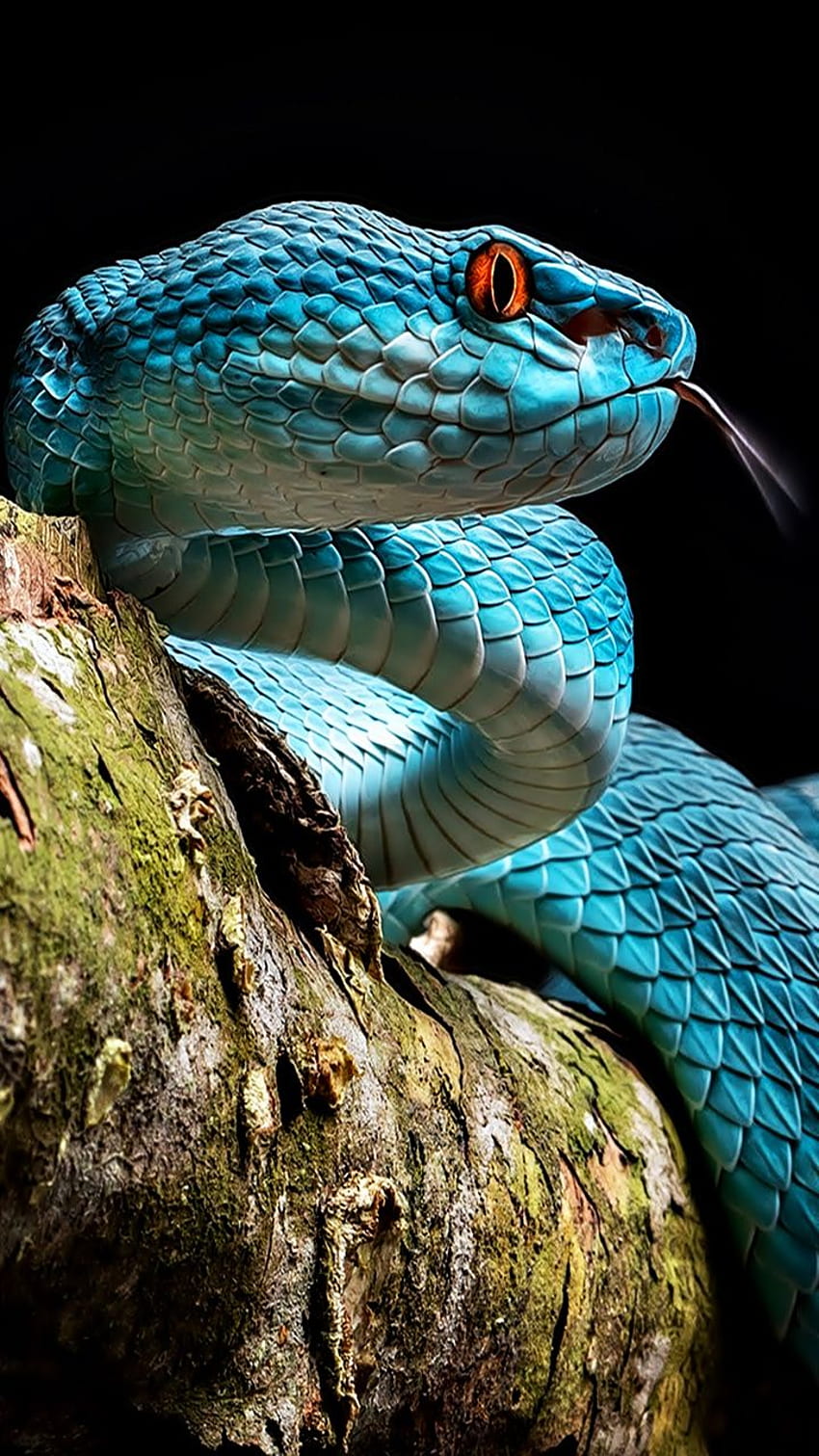Snake Blue Pit Viper - & 背景, Viper Snake iPhone HD電話の壁紙
