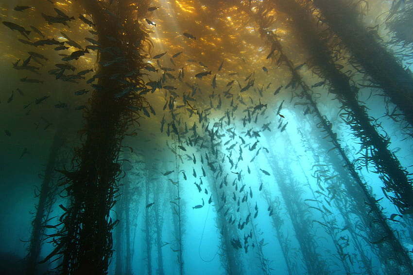 Подводна гора от водорасли, водорасли HD тапет