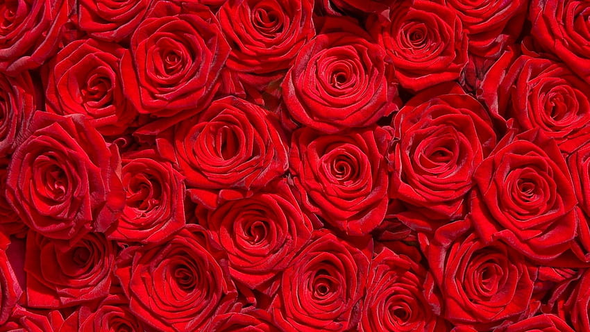 Rose Garden , Red Roses Laptop HD wallpaper