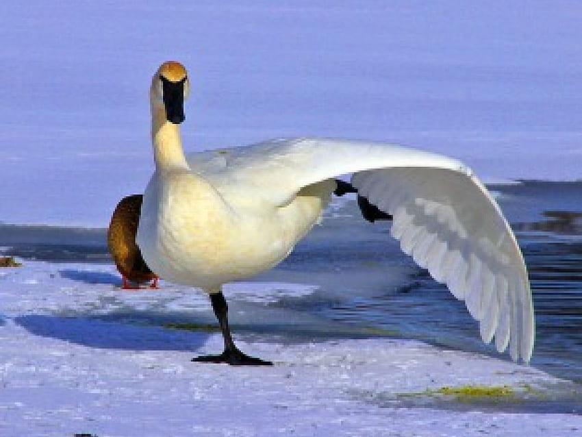 Stretch, white, brown, wing, swan, water HD wallpaper