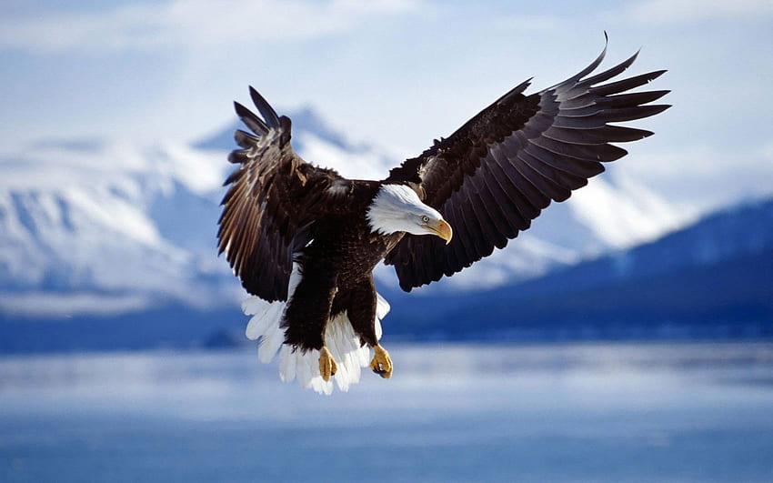What Will We Leave for the 7th Generation? Ann M. Wolf Honors, Patriotic Bald Eagle HD wallpaper