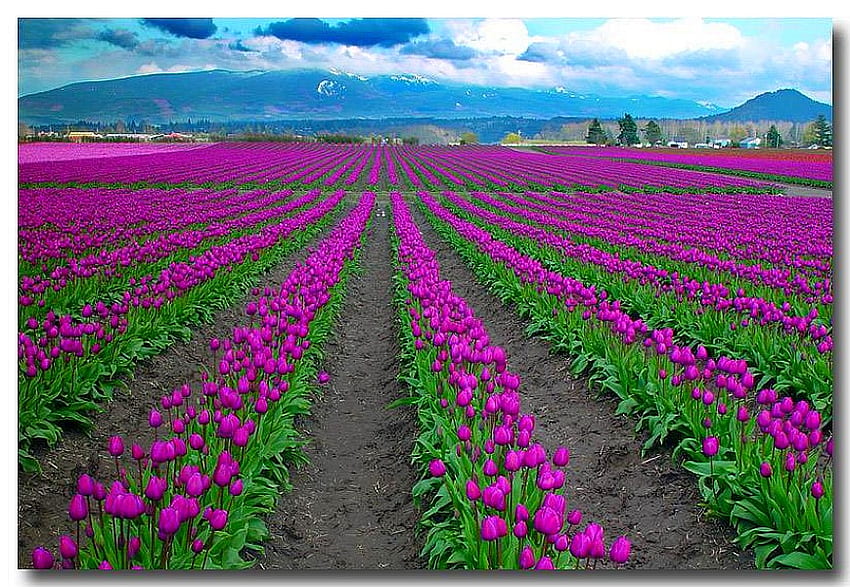 Flowers Field, fields, beautiful, flowers HD wallpaper