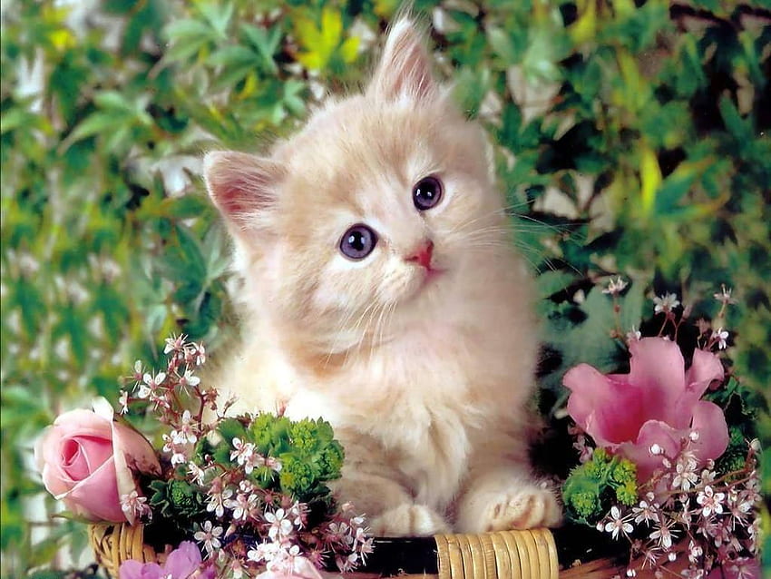 Słodkie Koty Na ch Urocza Na Laptopa, Cute Kitty Tapeta HD