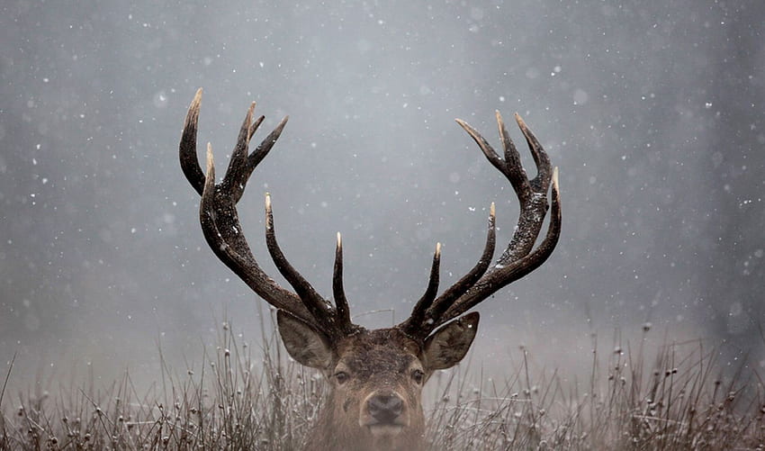 100% Quality Deer HD wallpaper