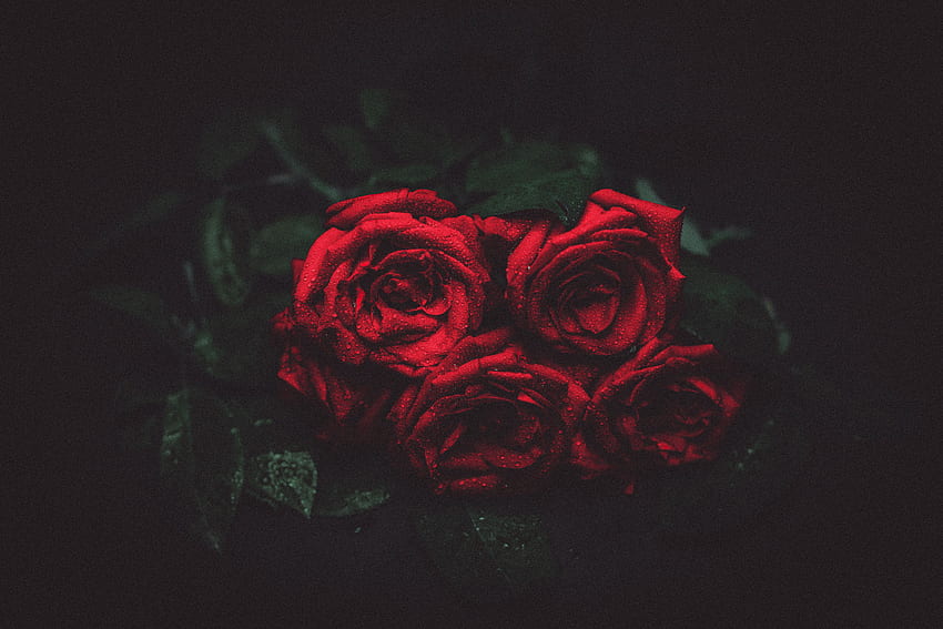 Róże, Krople, Ciemne, Ciemne Tło, Pąki Tapeta HD
