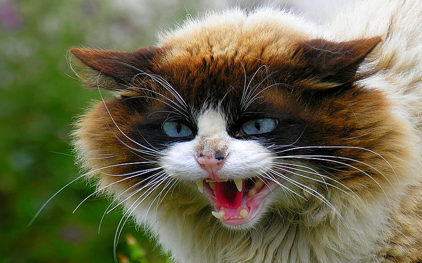 VERY ANGRY CAT, ดวงตาสีฟ้า, ดุร้าย, โกรธ, แมว, เขี้ยว, ปุย วอลล์เปเปอร์ HD