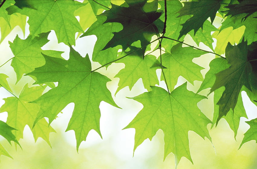 신엽, 잎, 단풍나무, 신록, 초록 HD 월페이퍼