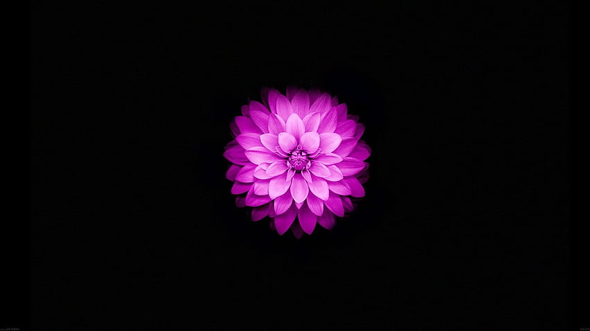 271410 a dim shot of a single yellow flower against a dark background  yellow flower in the dark Huawei nova 5T screensaver hd 1080x2340  Rare  Gallery HD Wallpapers