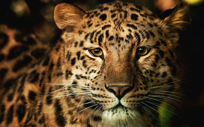 Animals, Leopard, Muzzle, Spotty, Spotted, Nose HD wallpaper