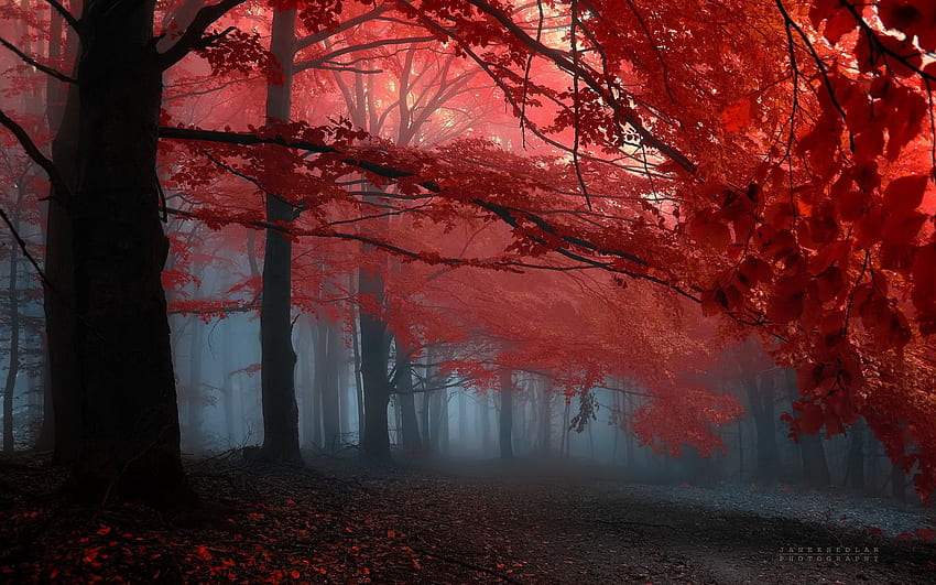 Tree Red Leafs Forrest ., Red and Black Tree HD wallpaper