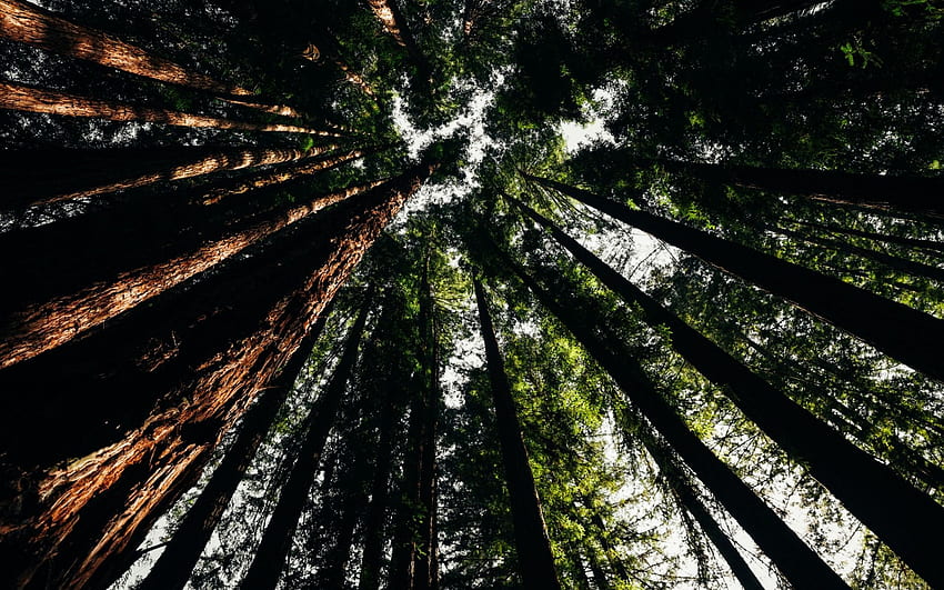 tall trees, pine needles, forest, USA, bottom HD wallpaper
