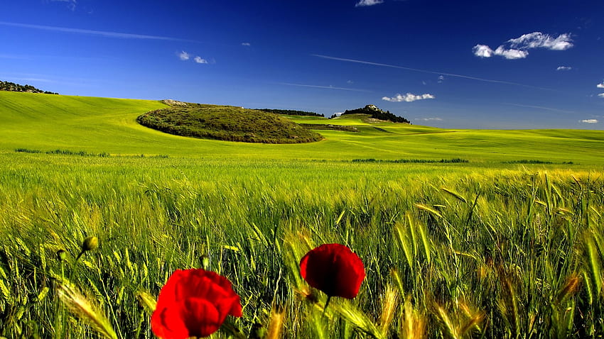Large-Open-Field-with-Clear-Skies-- HD wallpaper