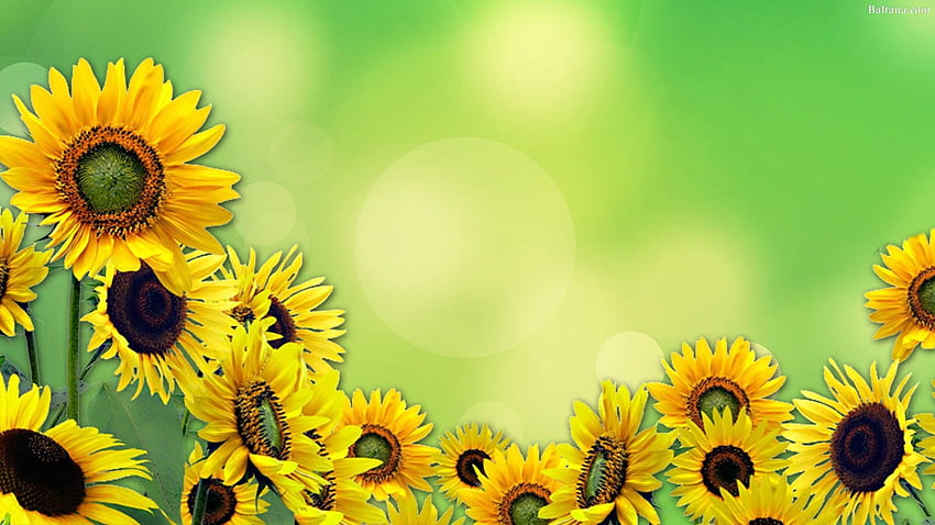 Sunflower Background 31966, Green Sunflower HD wallpaper