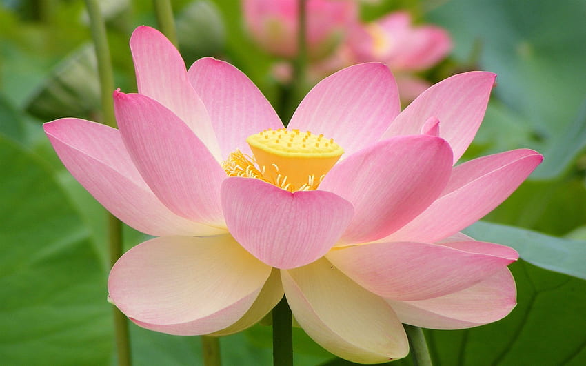 Lotus flower Mac, Zen Lotus Flower Pink HD wallpaper