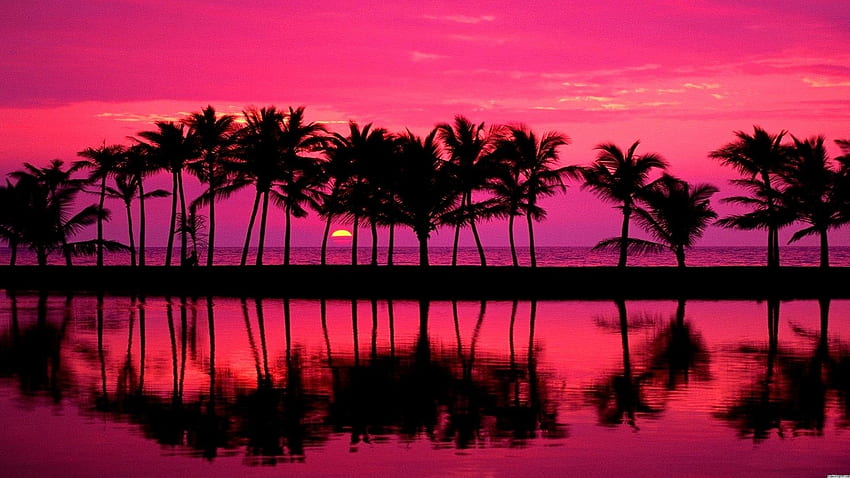 Pôr do sol na praia rosa -, fundo do pôr do sol na praia rosa no morcego, laptop na praia rosa papel de parede HD