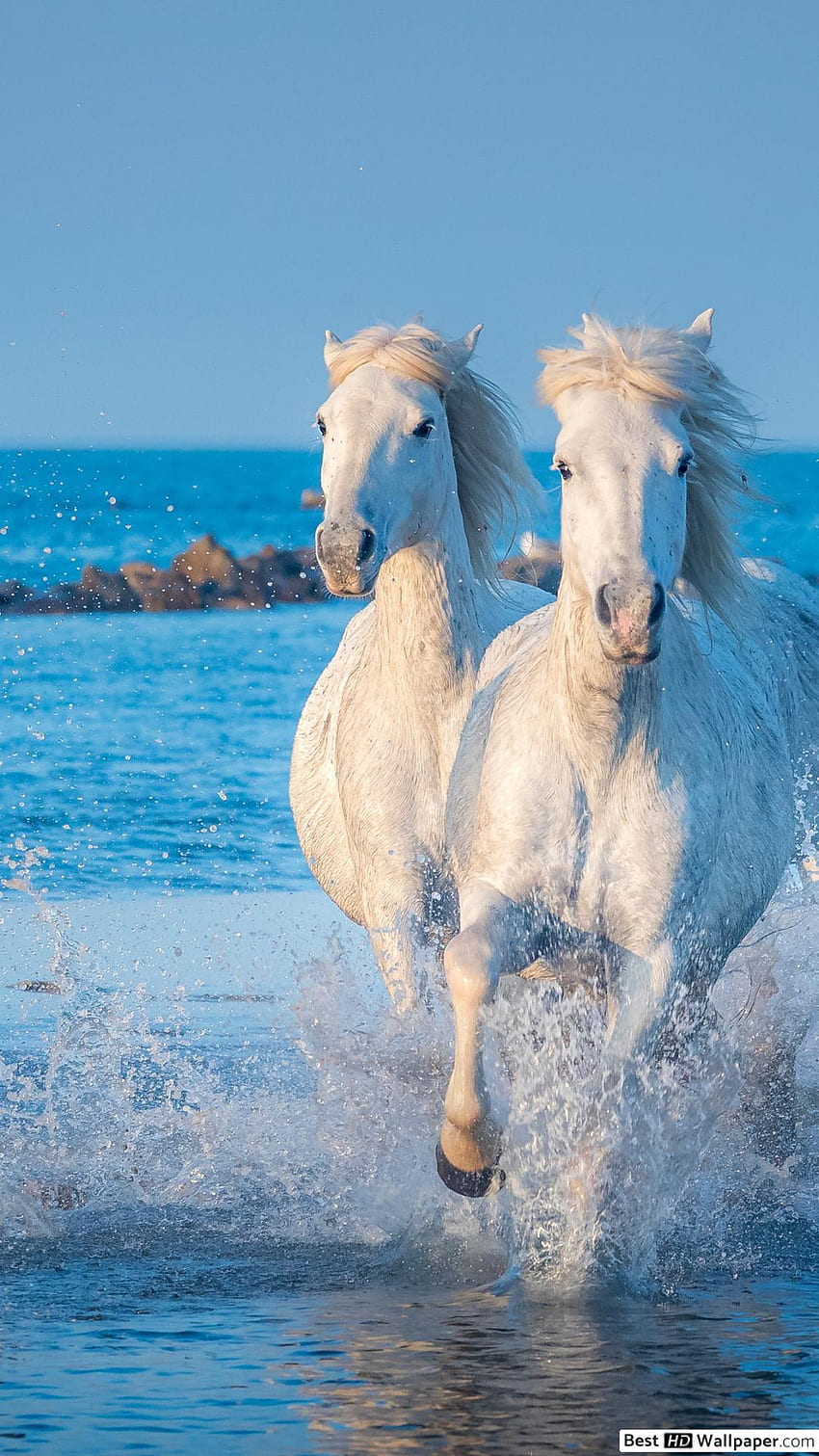 Running White Horses HD phone wallpaper