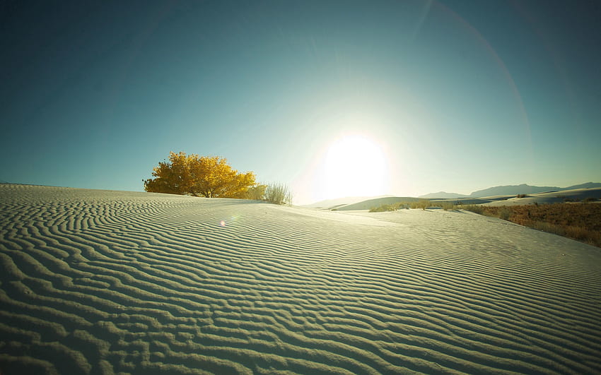 ธรรมชาติ พระอาทิตย์ตก ทราย ทะเลทราย ไม้ ต้นไม้ ตอนเย็น วอลล์เปเปอร์ HD