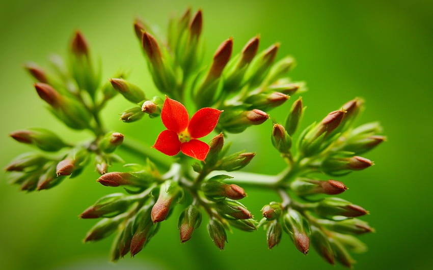 Blume, Pflanze, Makro, Stamm, Stiel HD-Hintergrundbild