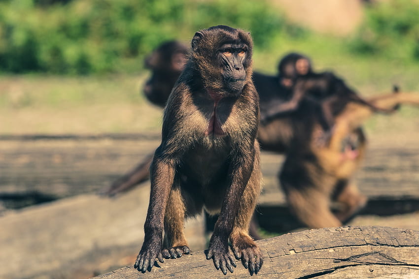 Animais, Macaco, Sagui, Jardim Zoológico papel de parede HD