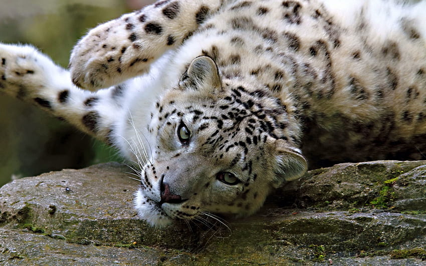 動物, 雪, ヒョウ, 横になる, うそをつく, マズル, 斑点, むら, 大きな猫 高画質の壁紙