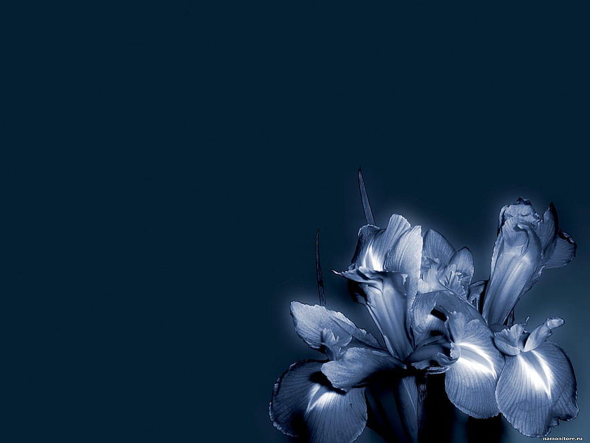 Bengal Rose Garden in Midnight Blue  Dark Floral Wallpaper  Becca Who