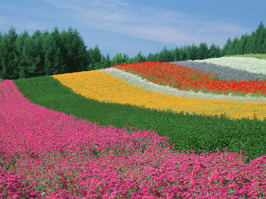 campo de flores, color, campo, flor fondo de pantalla