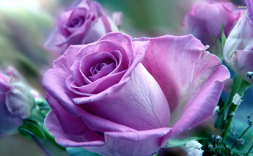 Light Purple Rose, lindo, pétala, roxo, rosa, bonita, luz, flor, camadas, natureza papel de parede HD