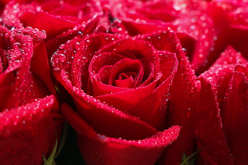 Rosa rossa, gocce d'acqua, lucentezza, primo piano Sfondo HD