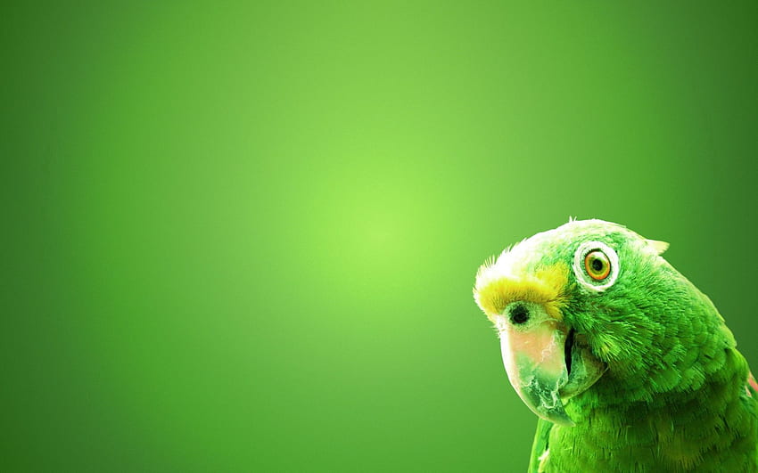 Background, Parrots, Bird, Beak, Minimalism HD wallpaper