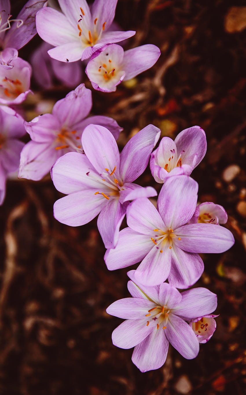 花, ピンク, 花, 開花, 庭, 咲く, クロッカス, サフラン HD電話の壁紙