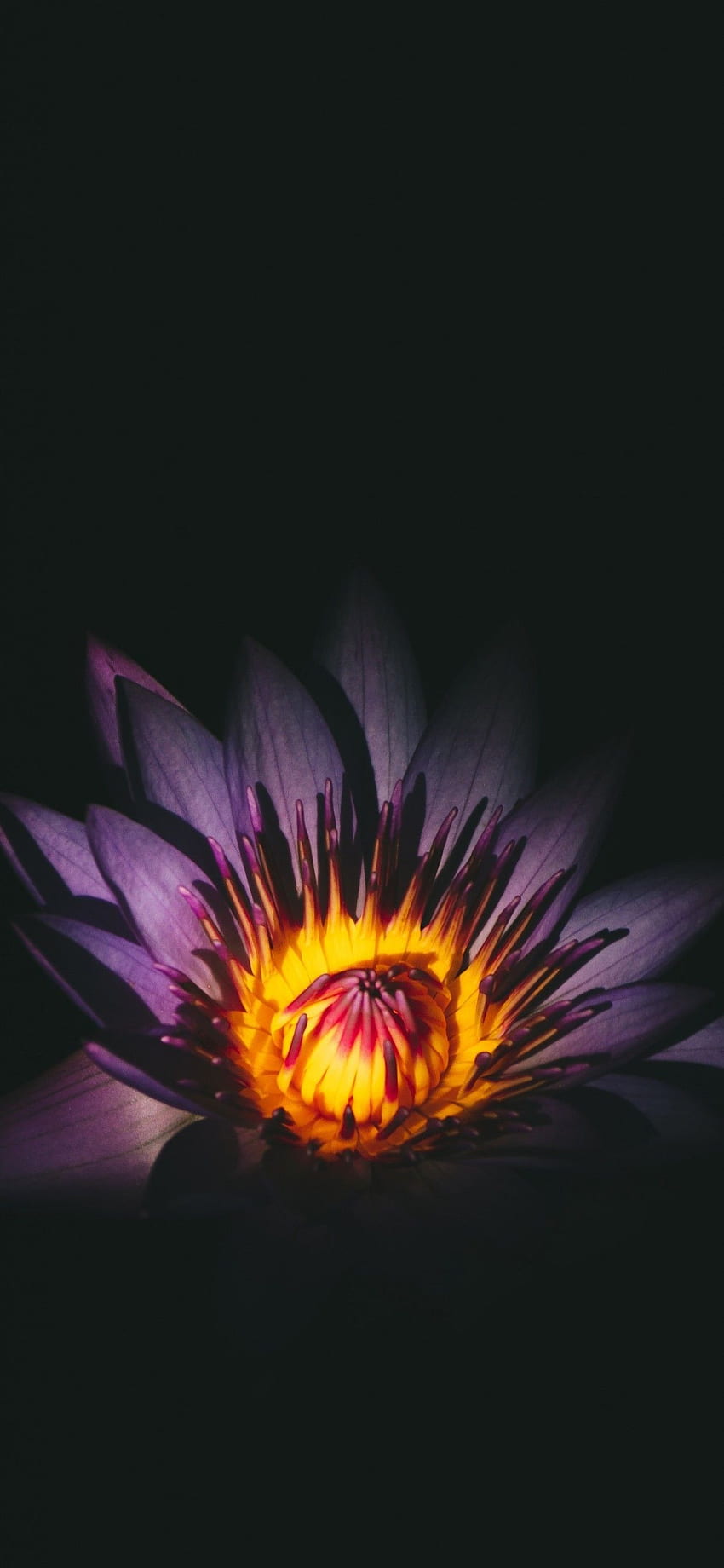 Lila Lotus, Makro für iPhone XS Max - Maiden HD-Handy-Hintergrundbild