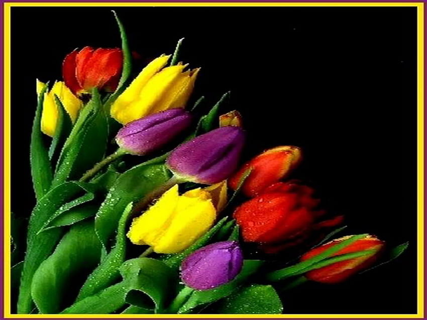 tulips, soft, colorful, beautiful, raindrops HD wallpaper