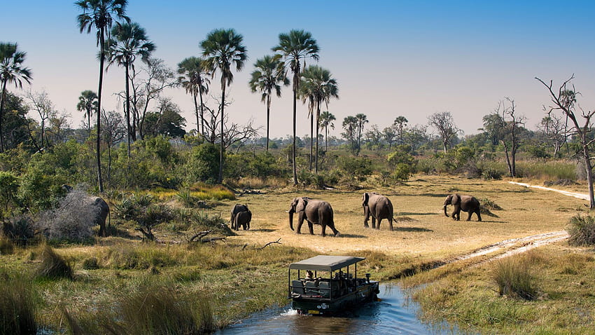 Was erwartet Sie auf einer Safari in Botswana? HD-Hintergrundbild