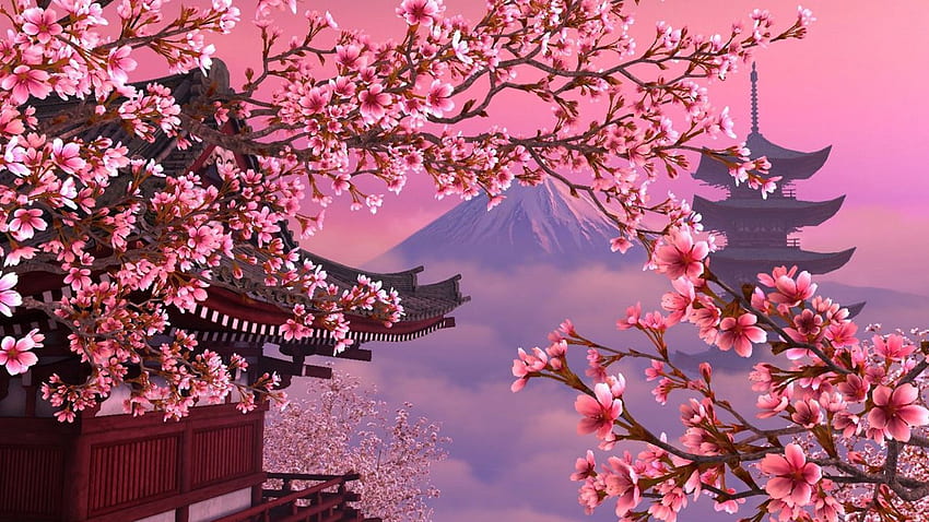 Cherry Blossoms - Kirschblüten-Laptop, rosa Blüte HD-Hintergrundbild