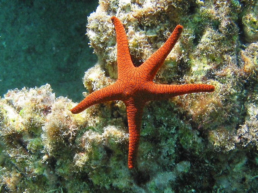 Starfish, sea, animal, fish, ocean HD wallpaper
