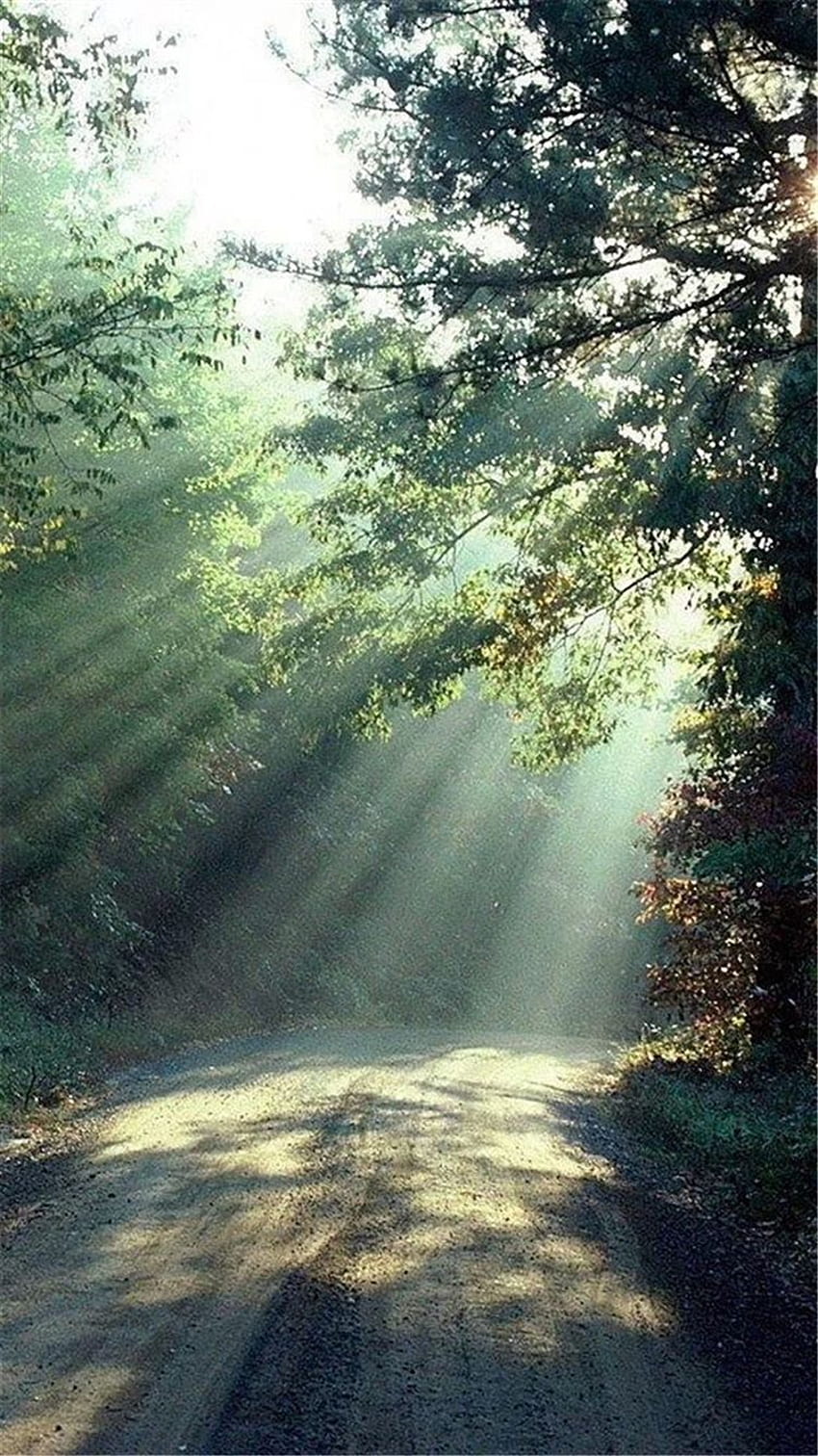 Nature Forest Sunlight Trees Road iPhone 8 HD phone wallpaper