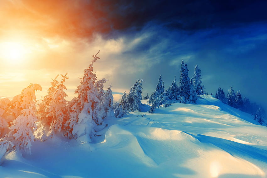 Zima, drzewa, sosny, śnieg Tapeta HD