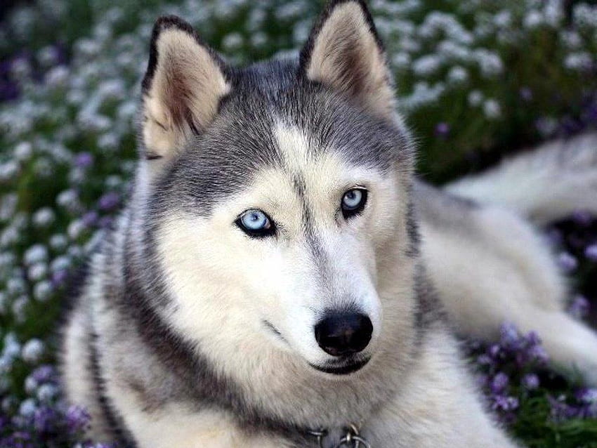 Dog Blue Eyes, Blue Wolf Eye HD wallpaper