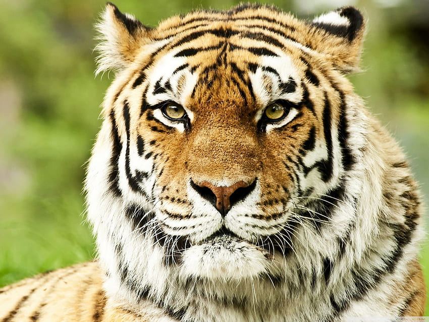 Wild Siberian Tiger Ultra Background for : Tablet : Smartphone HD wallpaper