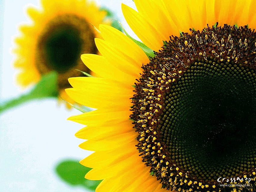 Girassol, a flor do sol, flores papel de parede HD