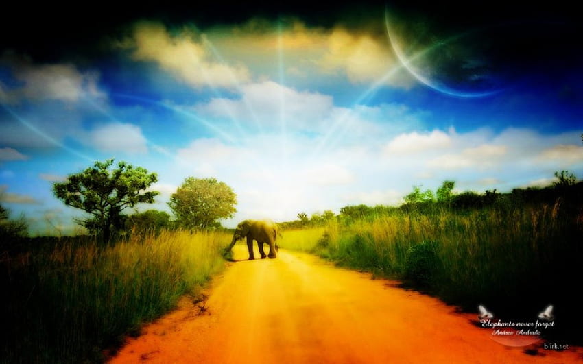 Elefanten vergessen nie, Elefantenpfad HD-Hintergrundbild